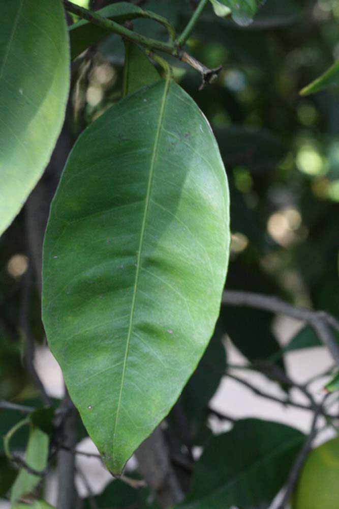              Unifoliolate leaf (Riverside, CA)       